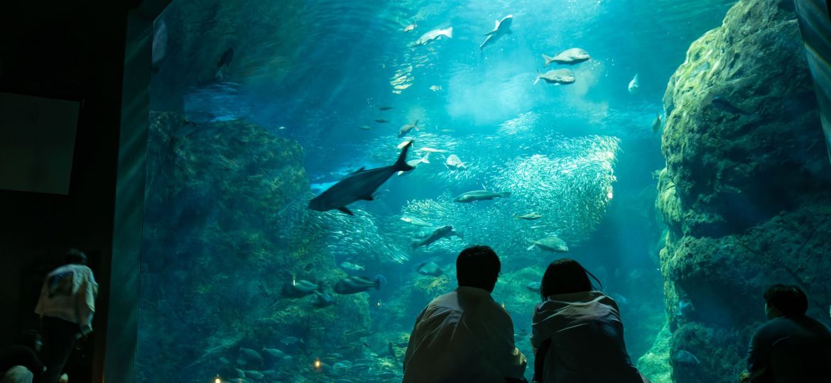 ふたりのDark Aquariumアイキャッチ画像